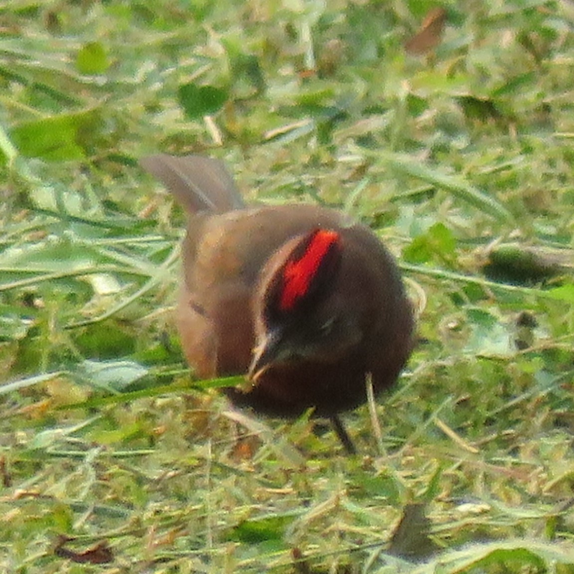 Red-crested Finch - ML623369868