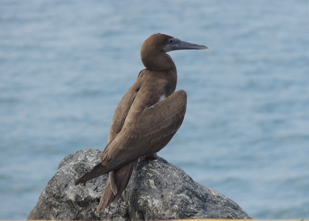 Brown Booby - ML623369884