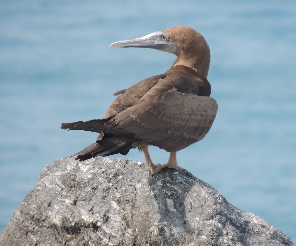 Brown Booby - ML623369885