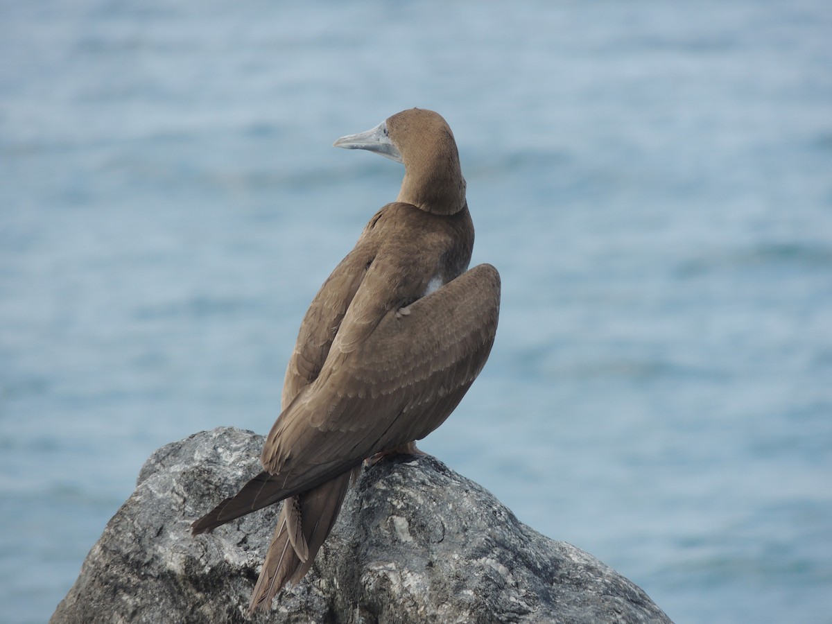 Brown Booby - ML623369886