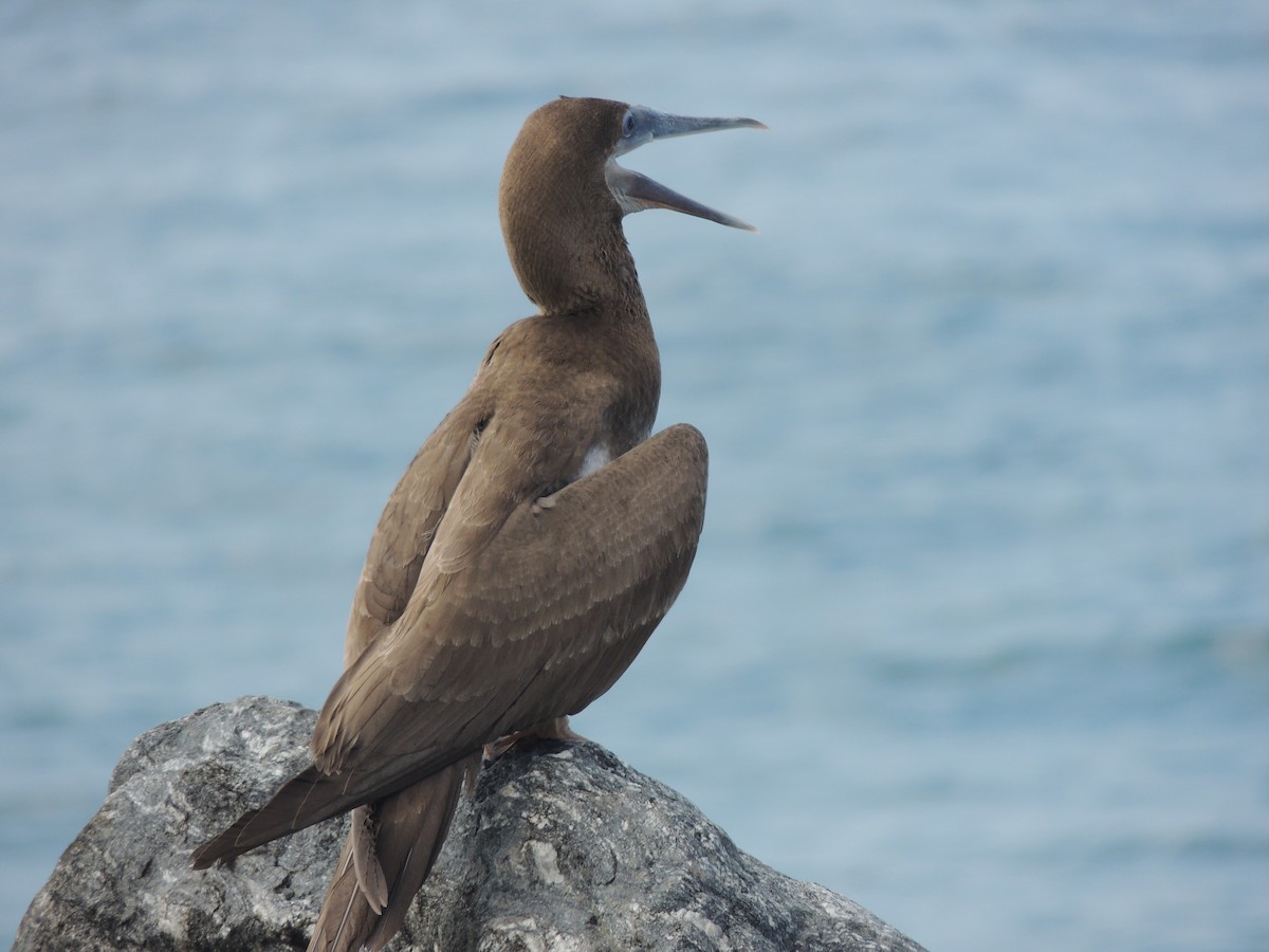 Brown Booby - ML623369887