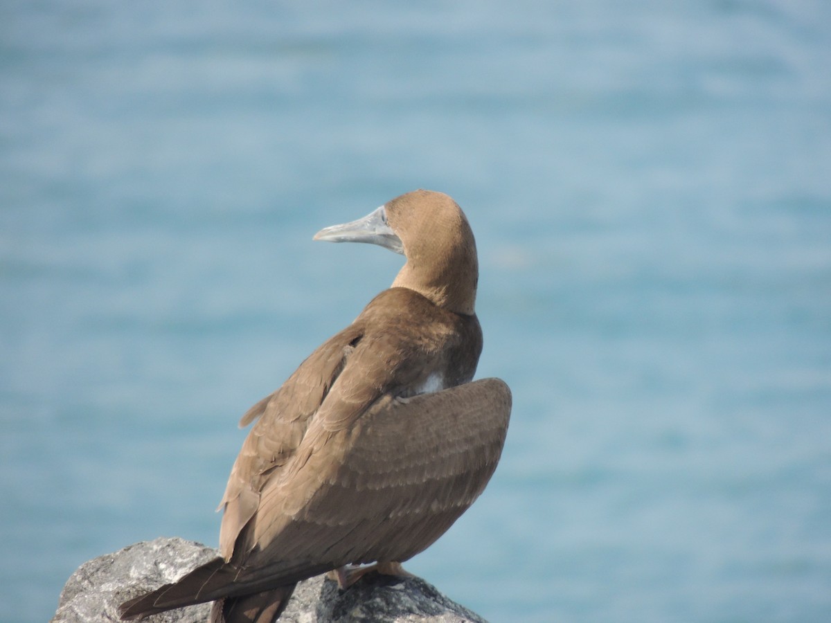 Brown Booby - Alejandro  Luy