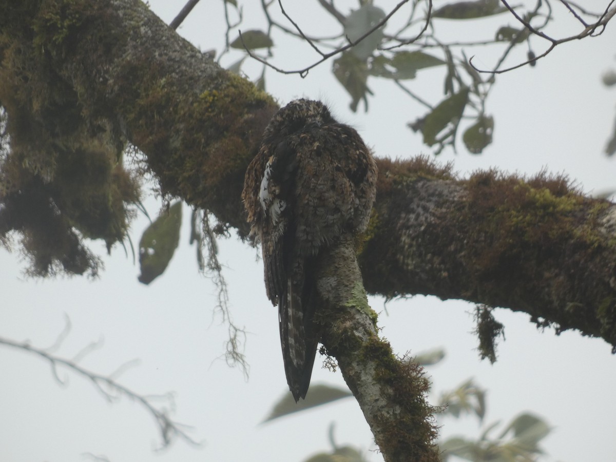 Andean Potoo - ML623369898