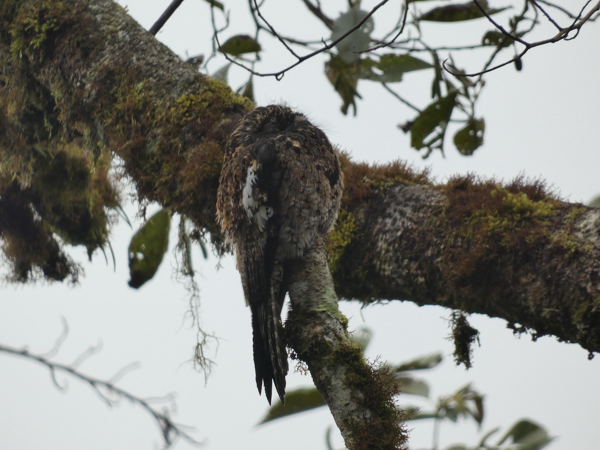 Andean Potoo - ML623369899