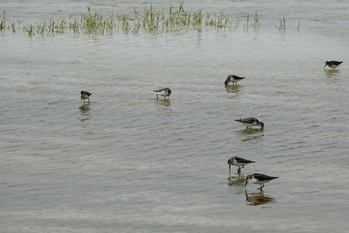 Western Sandpiper - ML623369903