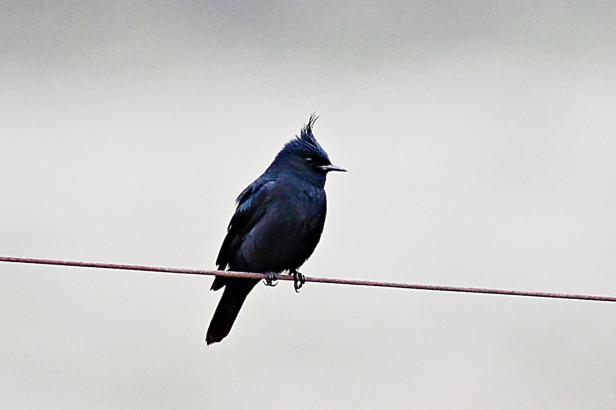 Crested Black-Tyrant - ML623369929