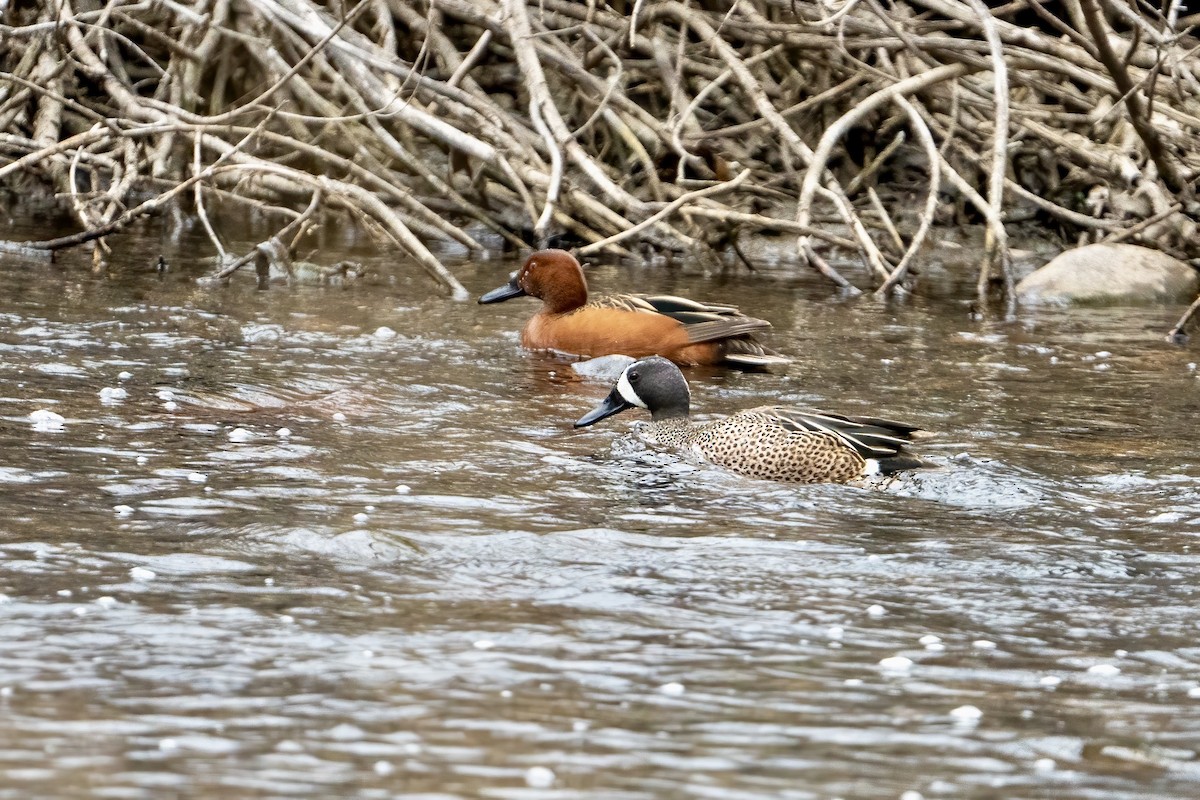 Blue-winged Teal - ML623369936