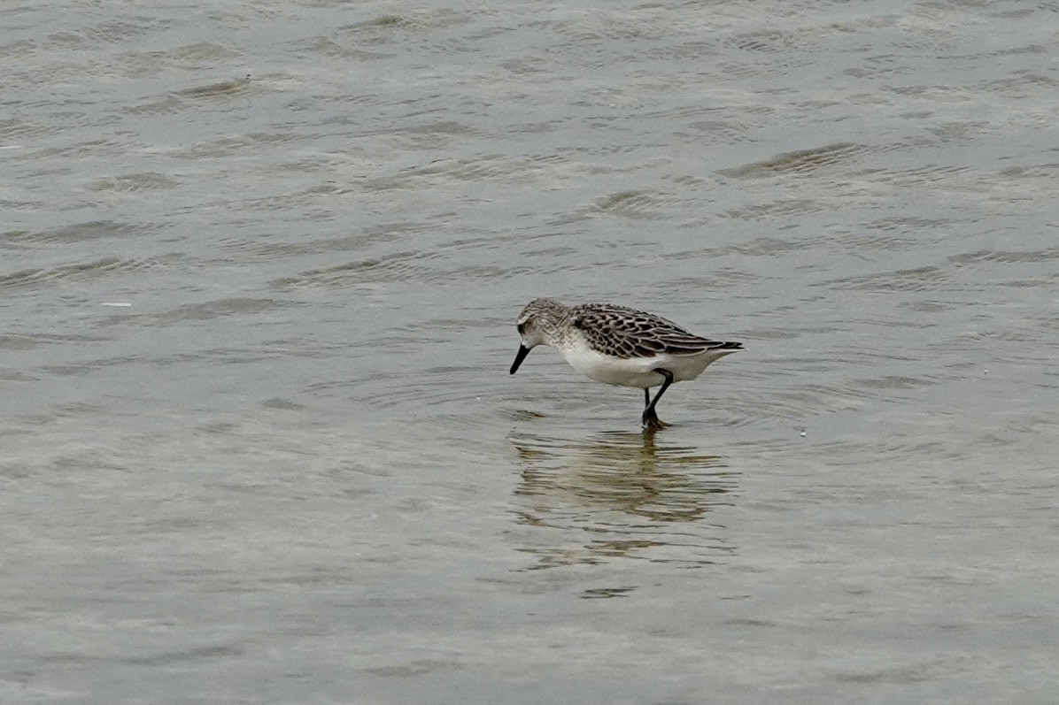 Semipalmated Sandpiper - ML623369947