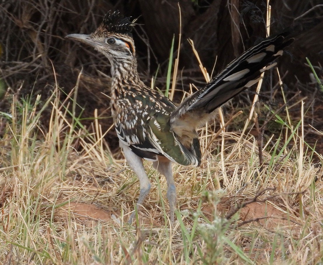 Greater Roadrunner - ML623370036