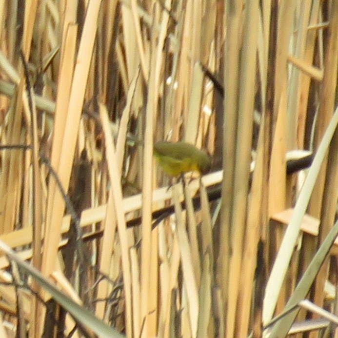 Southern Yellowthroat - ML623370037