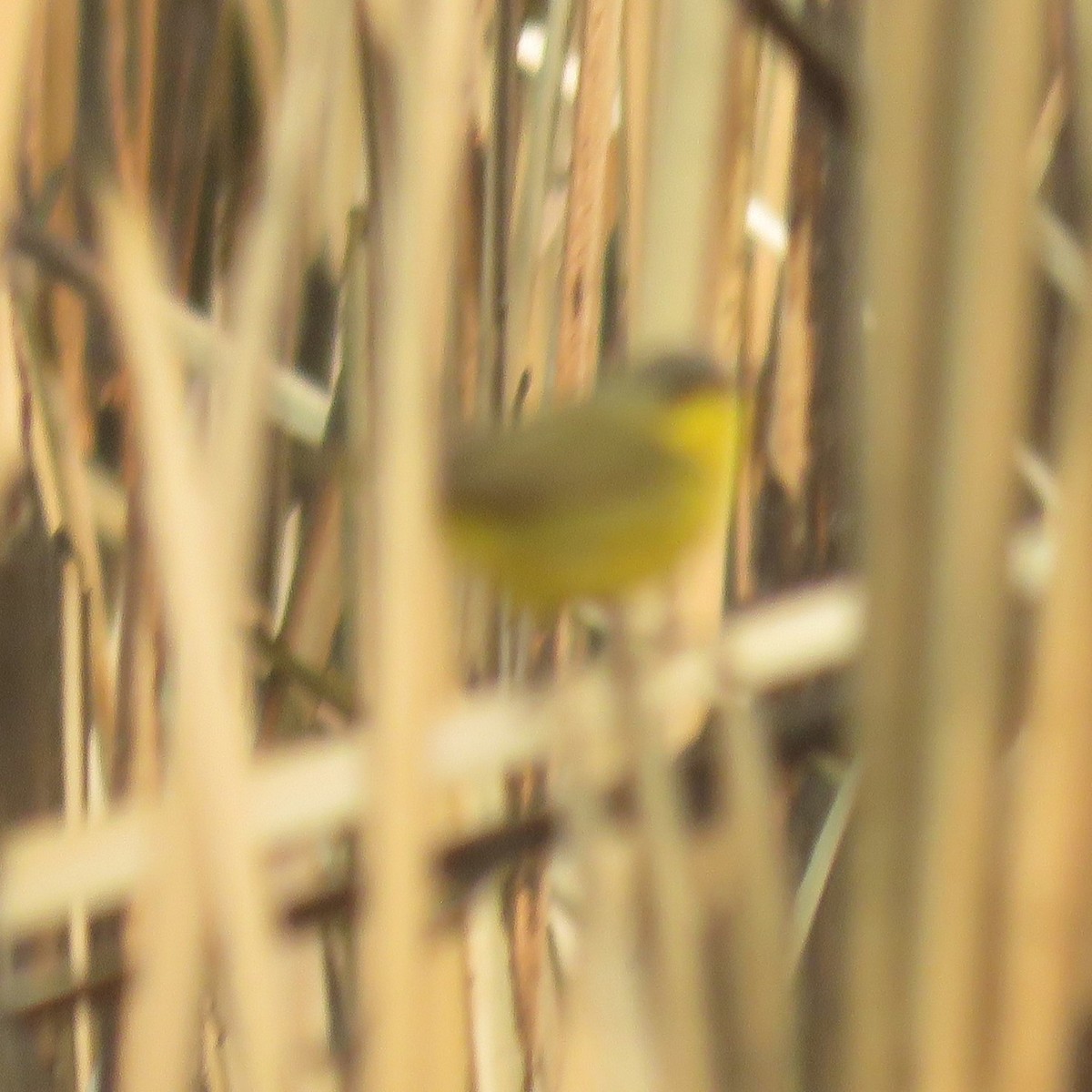 Southern Yellowthroat - ML623370038