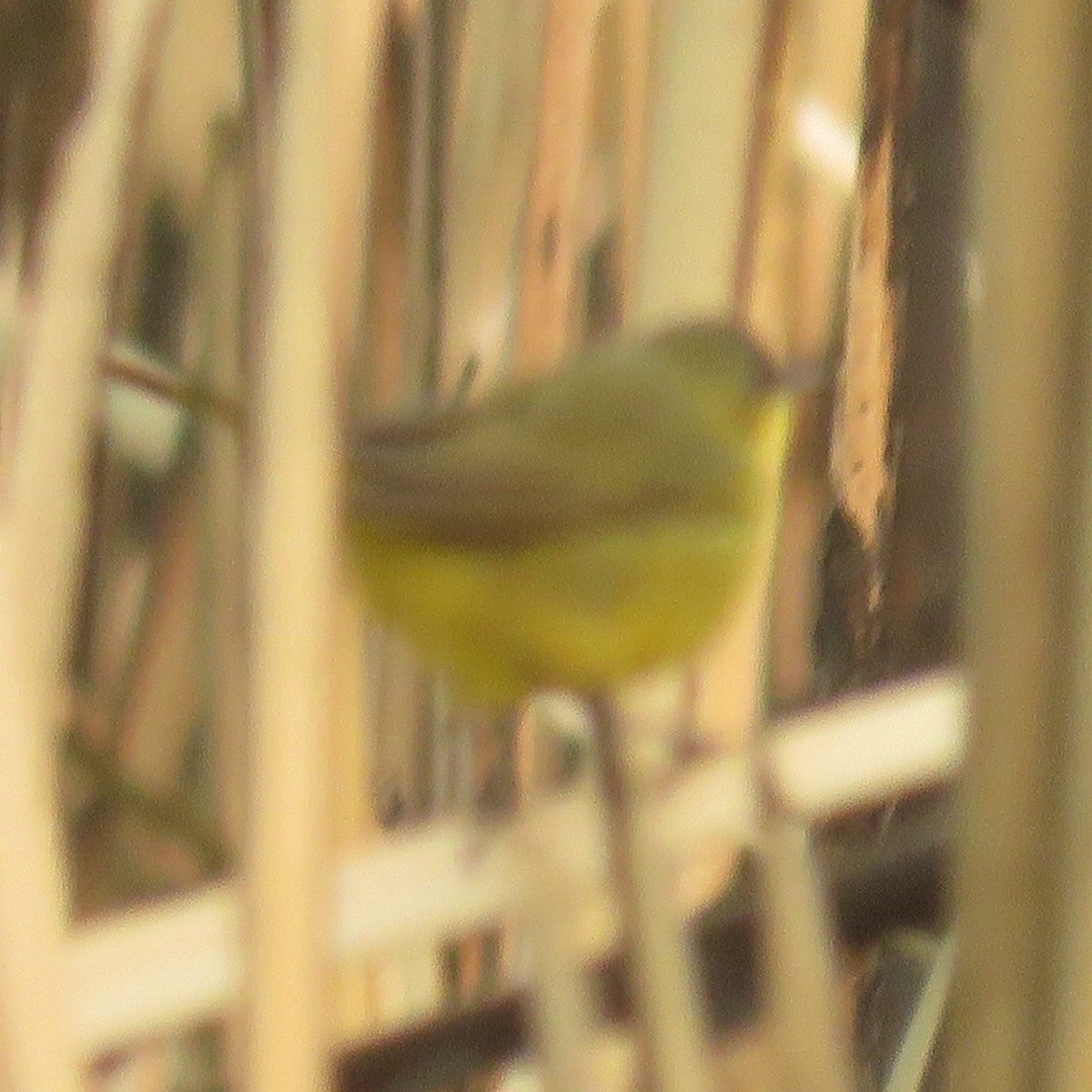 Southern Yellowthroat - ML623370039