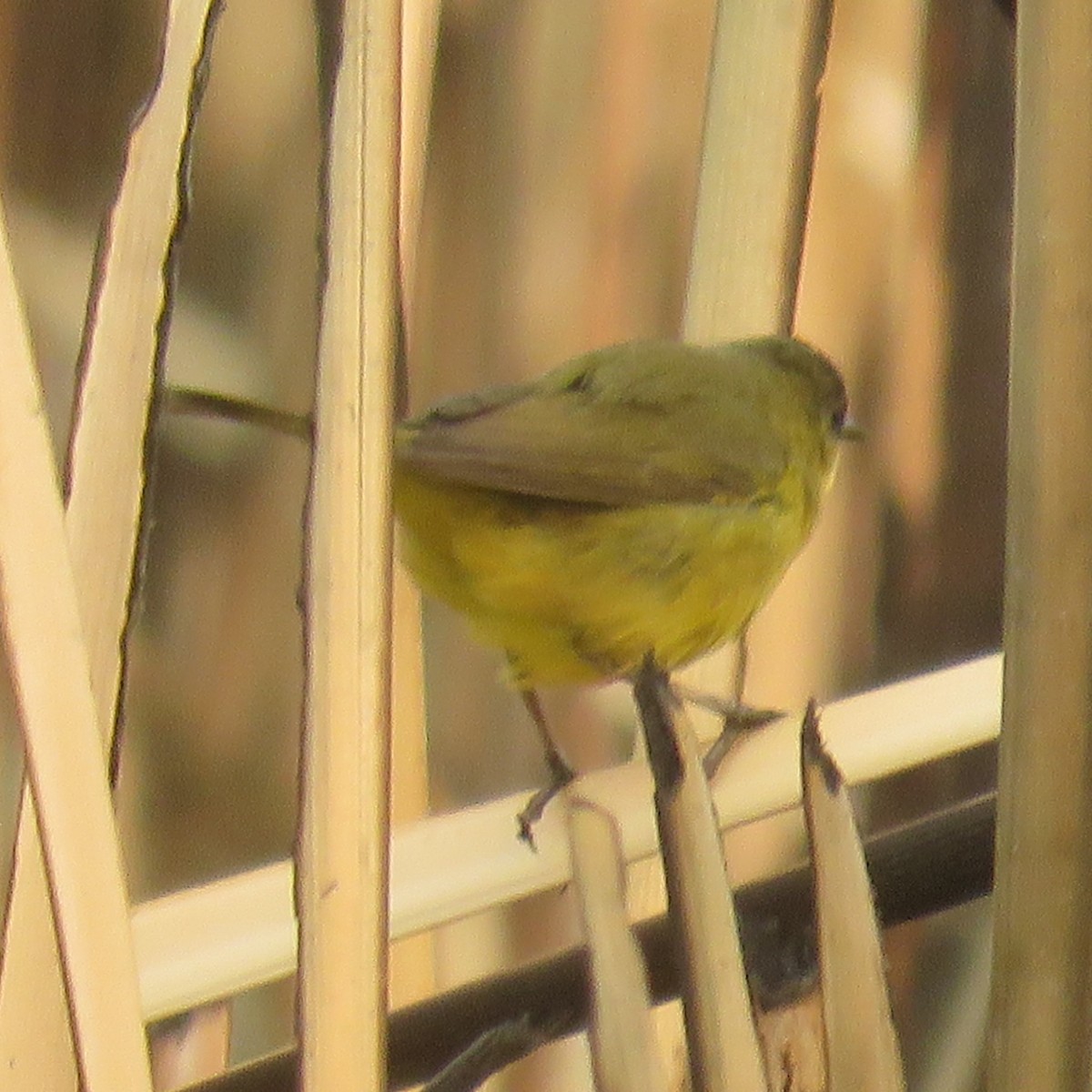 Southern Yellowthroat - ML623370040