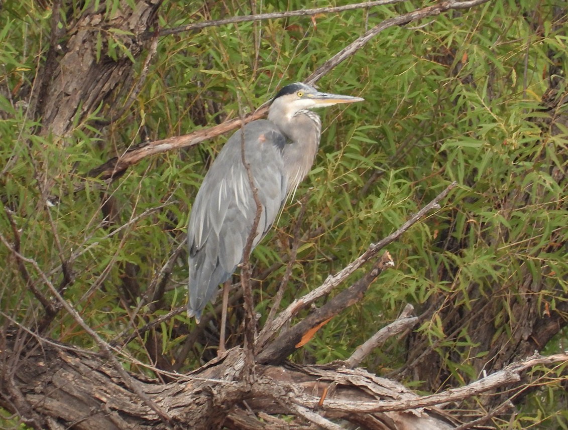 Great Blue Heron - ML623370056