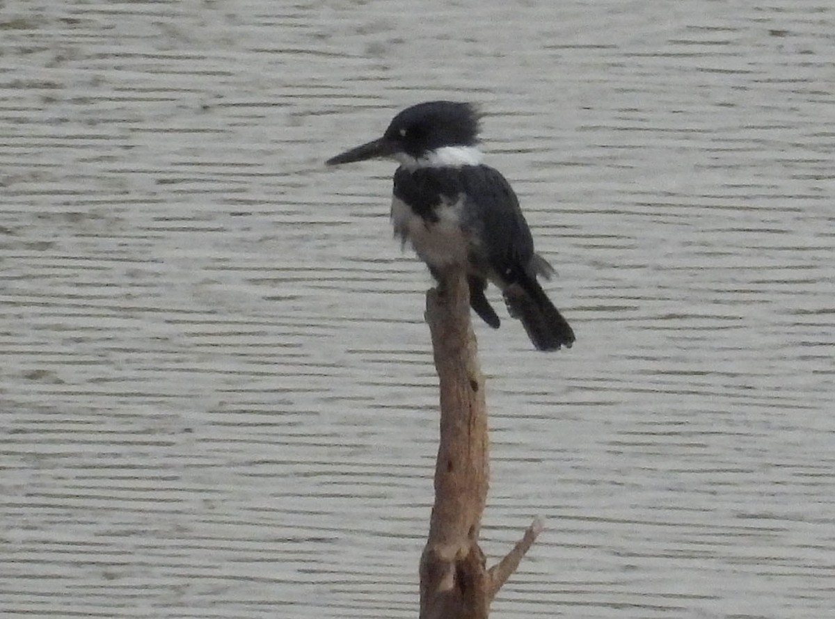 Belted Kingfisher - ML623370075