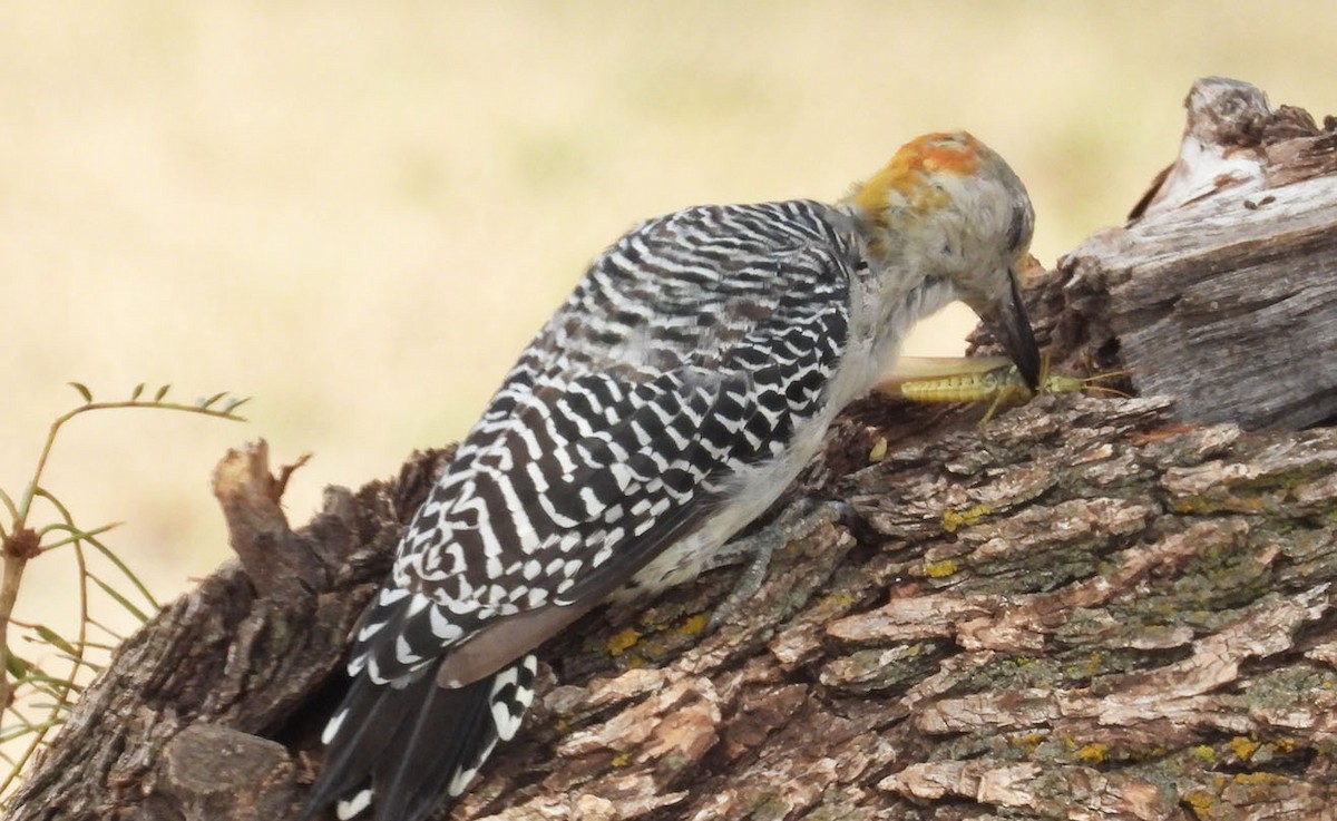 Golden-fronted Woodpecker - ML623370081