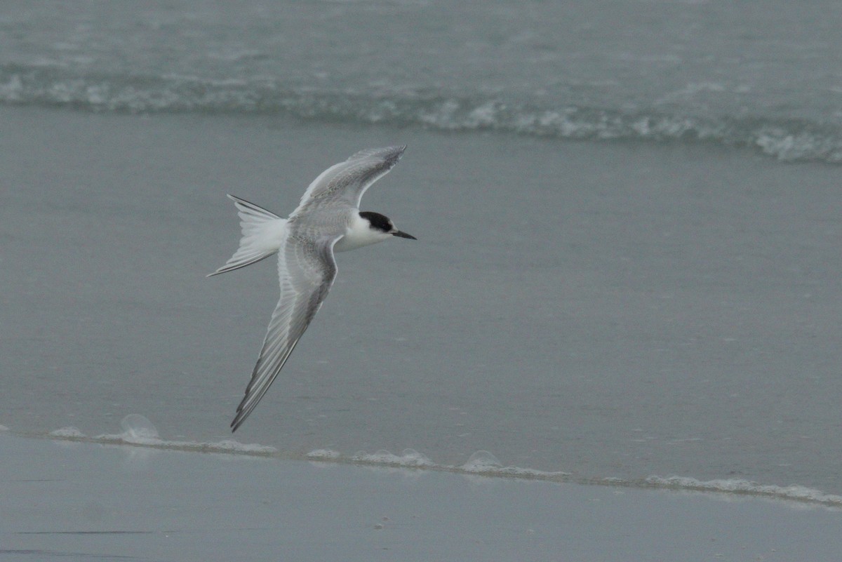 Arctic Tern - ML623370085