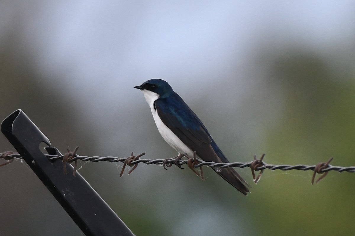 Tree Swallow - ML623370099