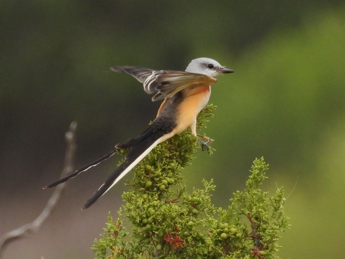 Scissor-tailed Flycatcher - ML623370101