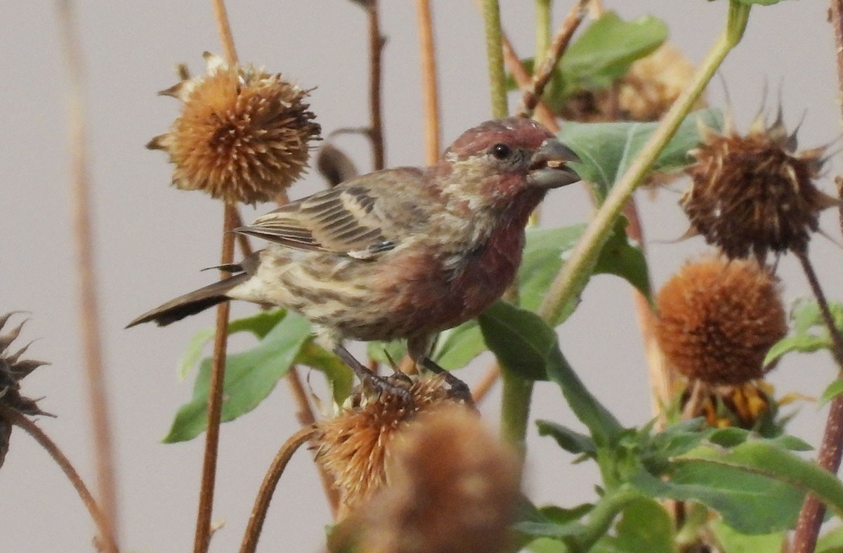 House Finch - ML623370110