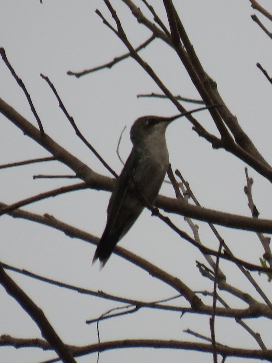 Blue-tufted Starthroat - Anonymous