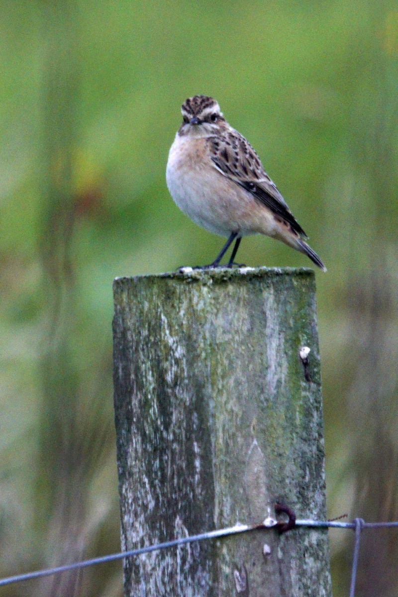 Whinchat - ML623370115