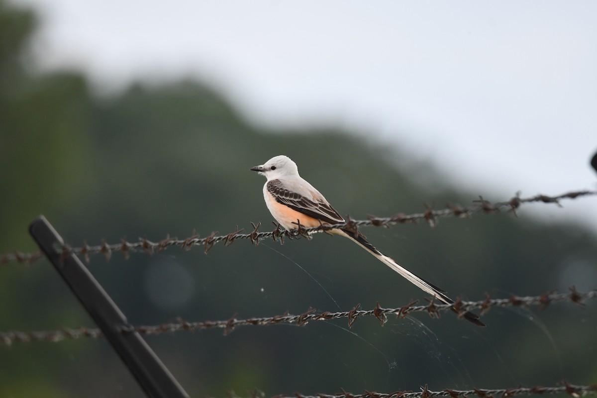 Scissor-tailed Flycatcher - ML623370119