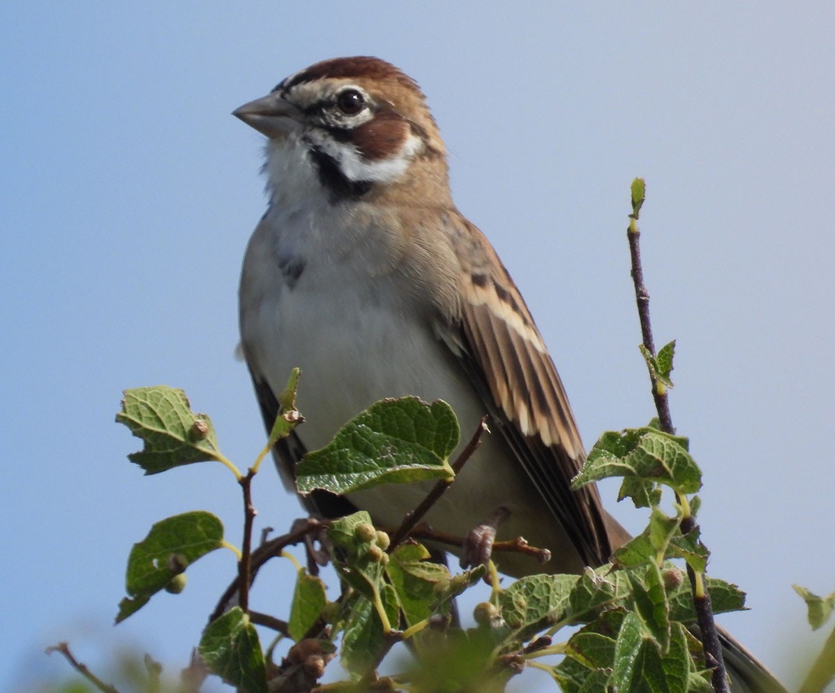 Lark Sparrow - ML623370120