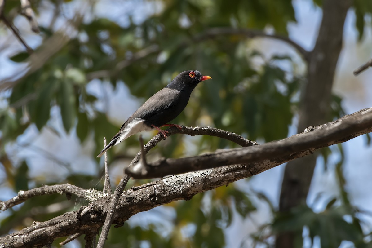 Retz's Helmetshrike - ML623370122