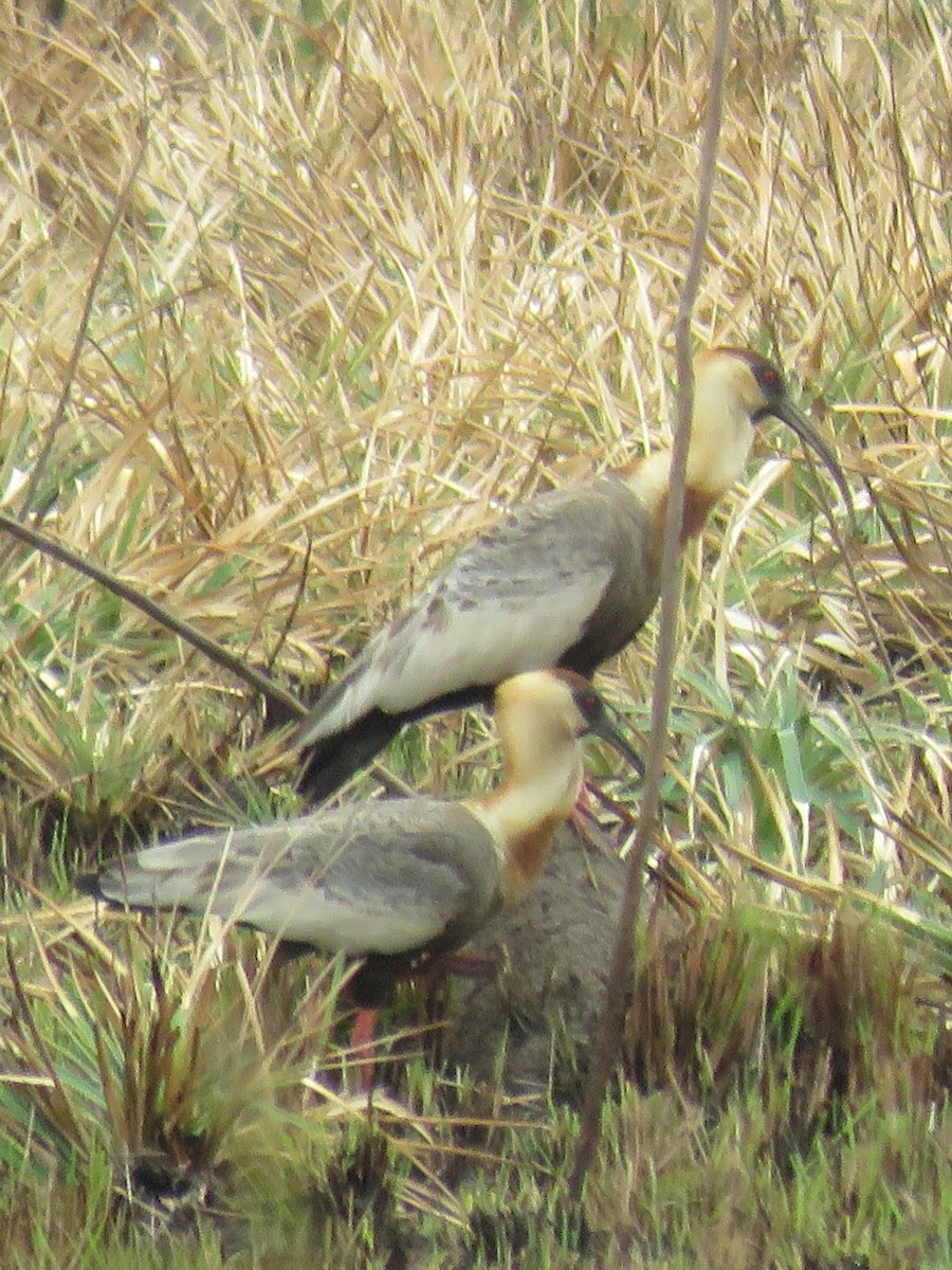 Buff-necked Ibis - ML623370130