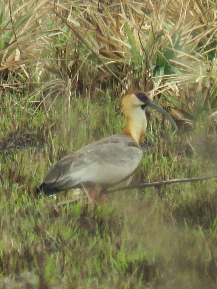 Buff-necked Ibis - ML623370131