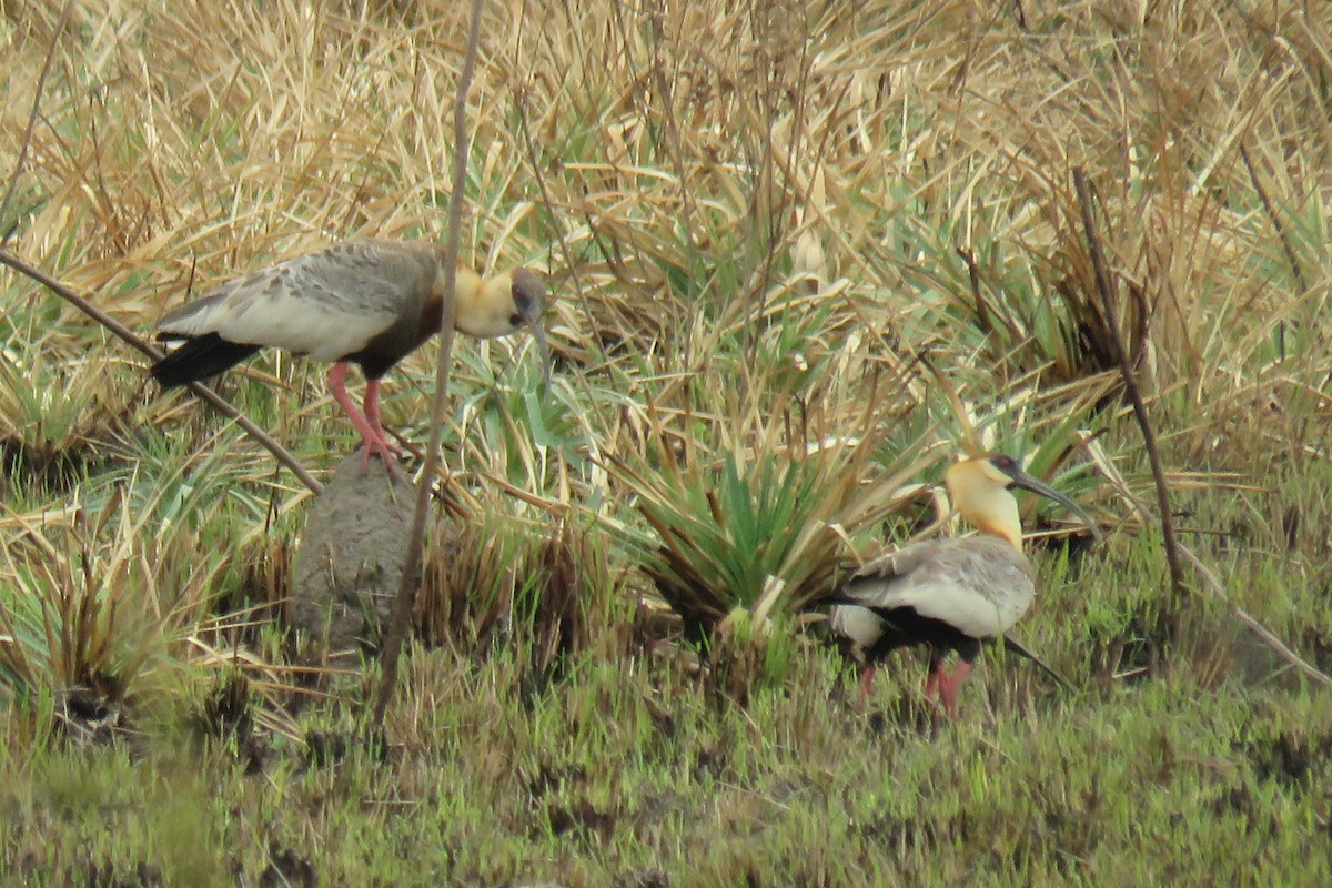 Buff-necked Ibis - ML623370132