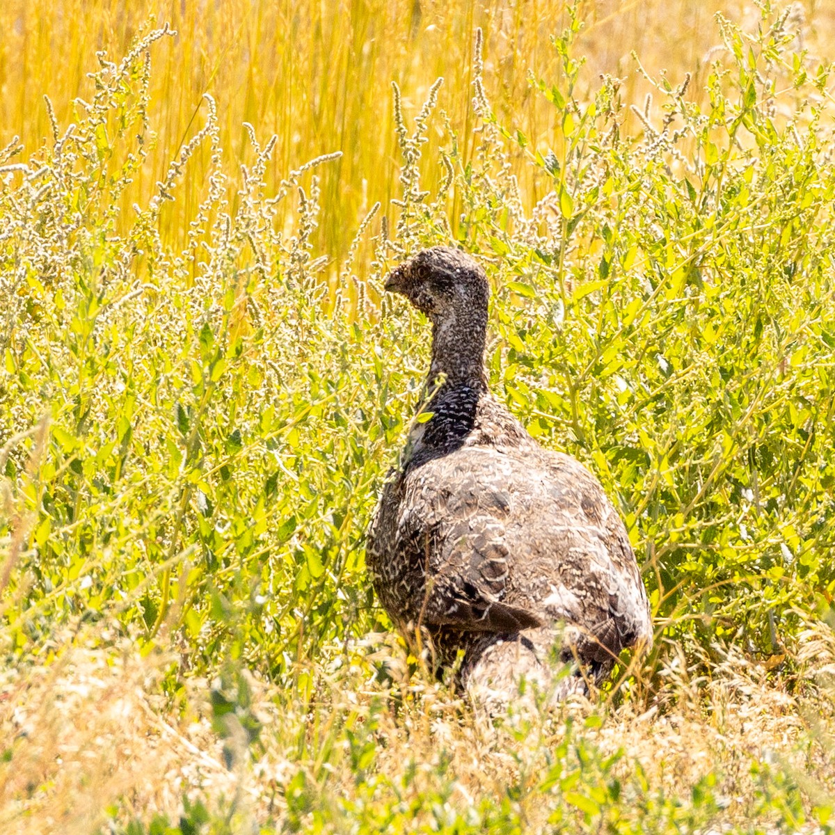 Greater Sage-Grouse - ML623370139