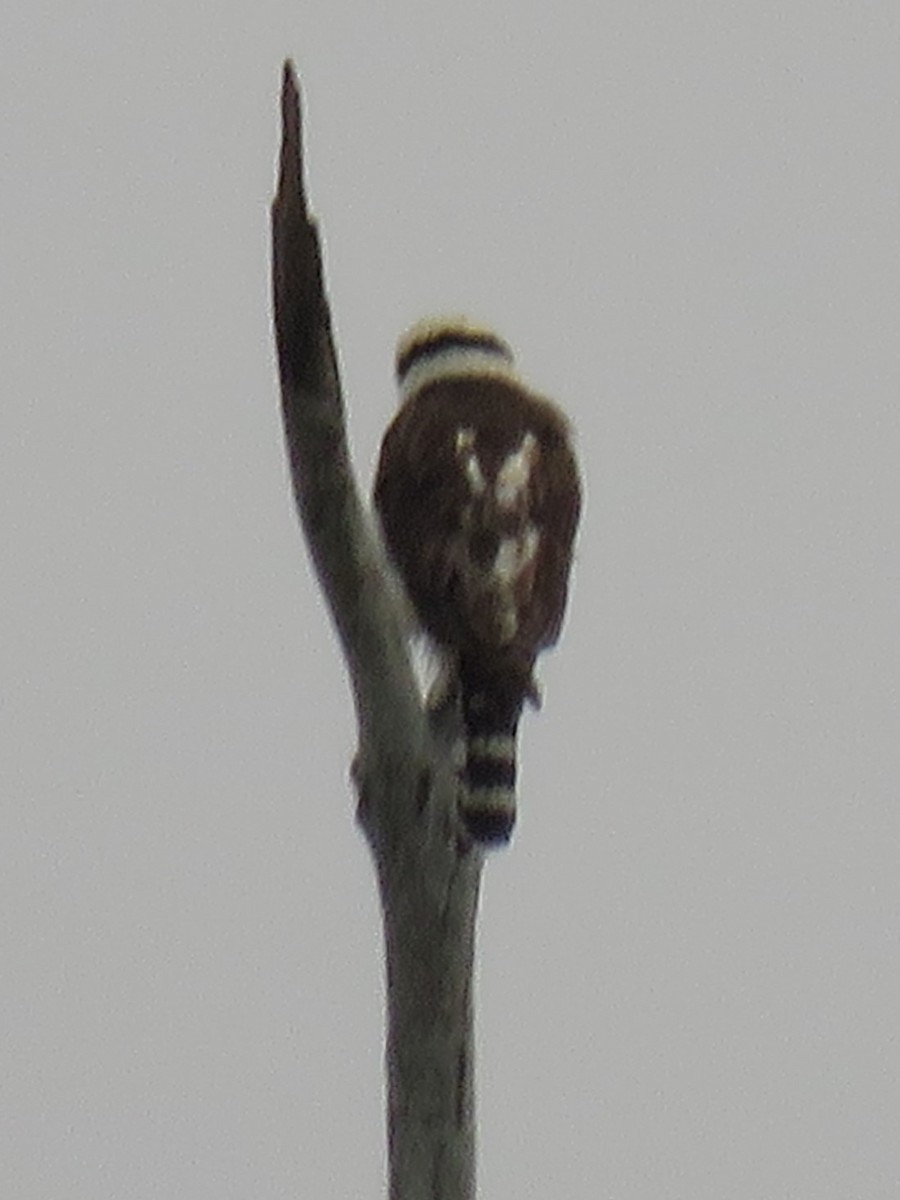 Laughing Falcon - ML623370153