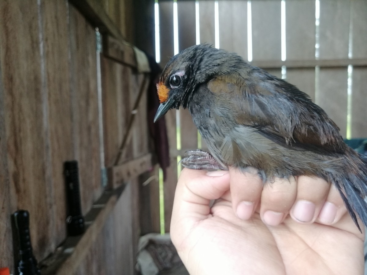 Rufous-fronted Antthrush - ML623370154