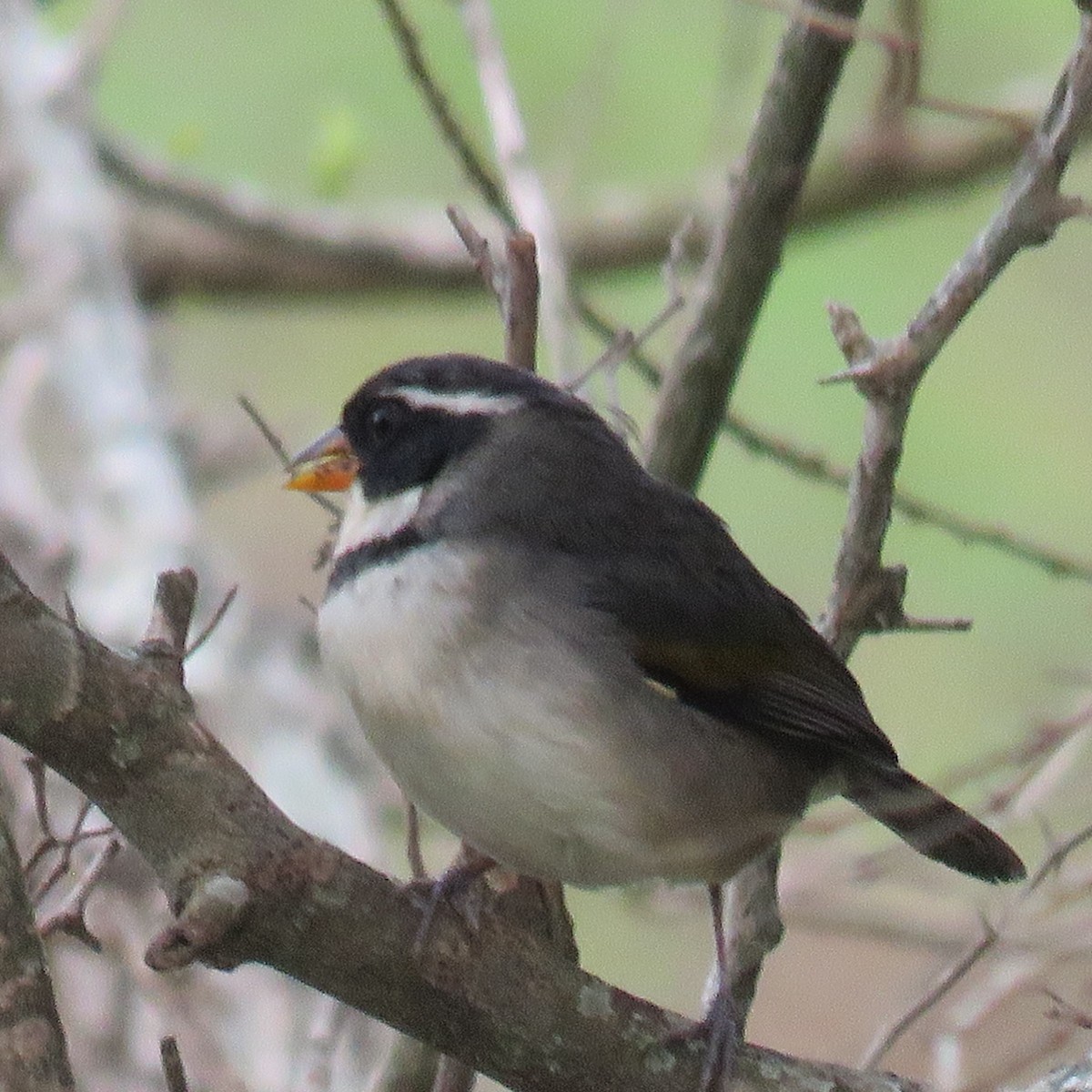 Saffron-billed Sparrow - ML623370178