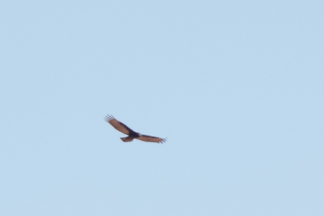 Turkey Vulture - steve mooney