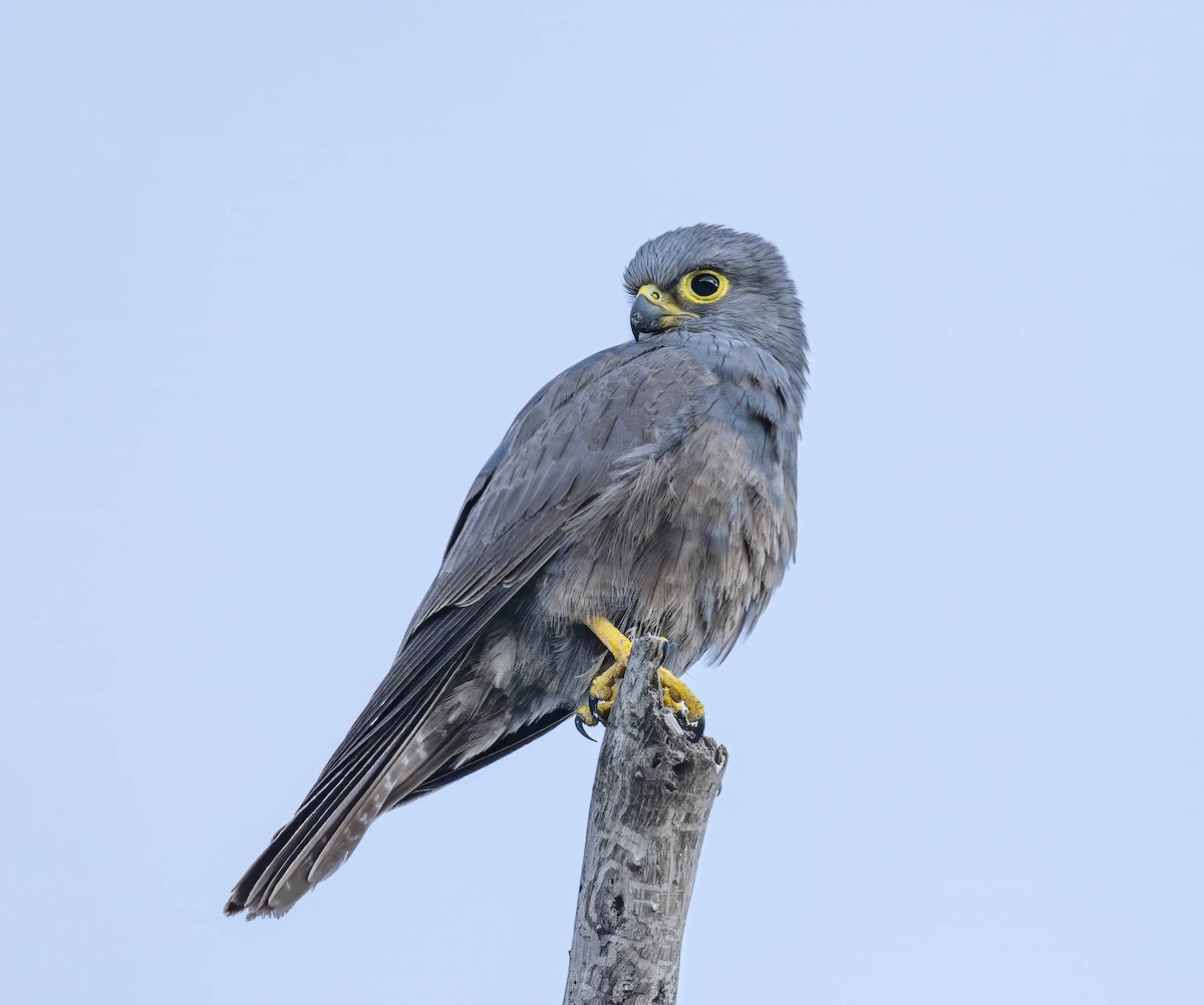 Gray Kestrel - ML623370201