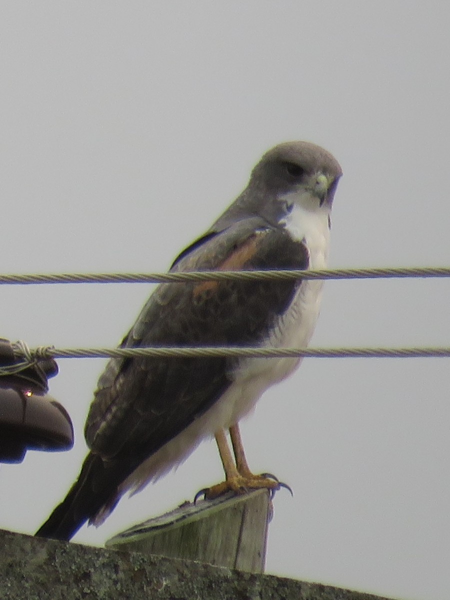 White-tailed Hawk - ML623370239