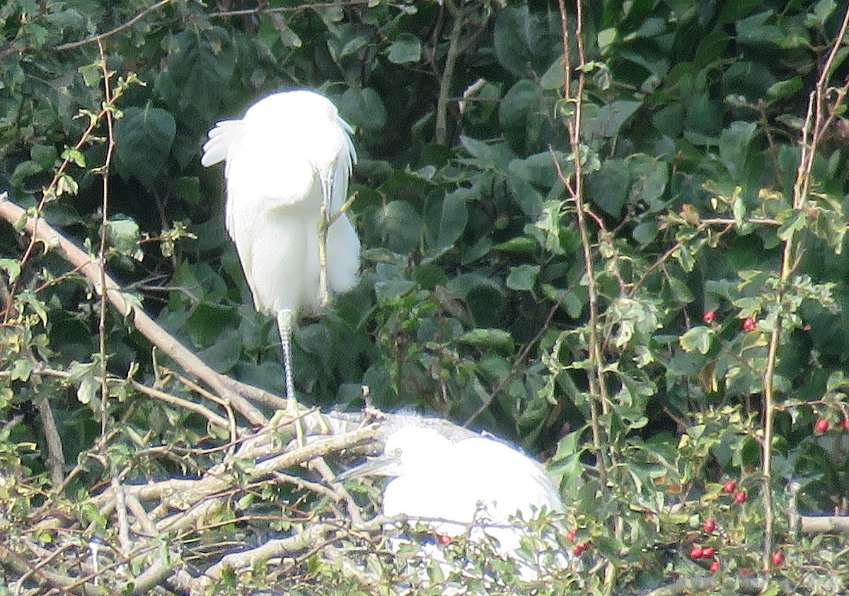 Little Egret - ML623370242