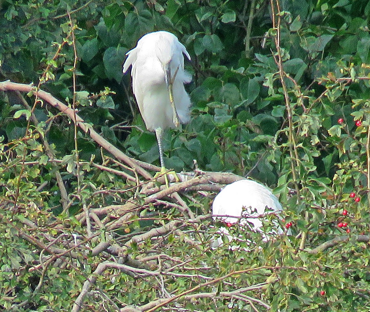 Little Egret - ML623370243