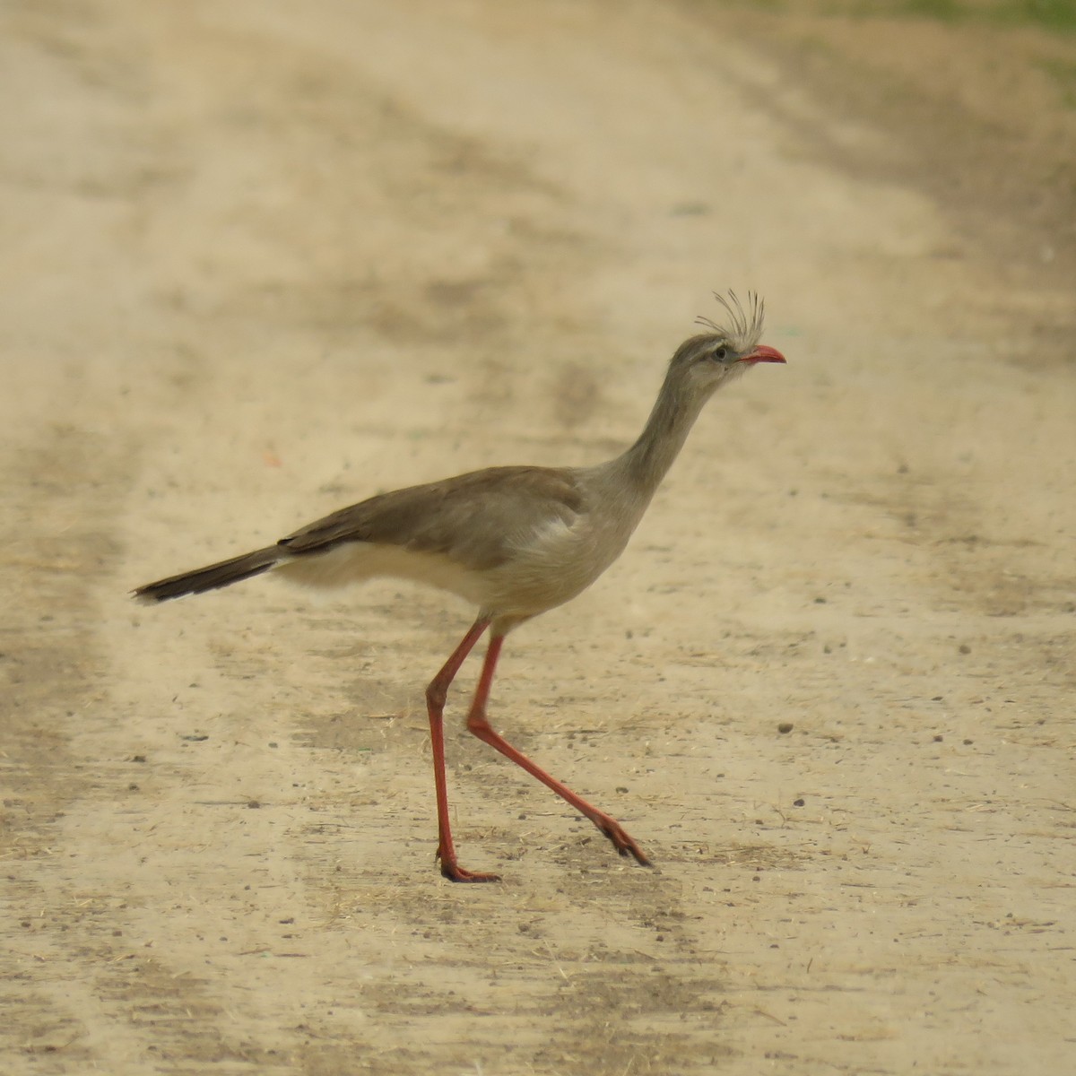 Red-legged Seriema - ML623370259