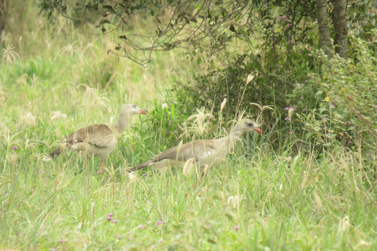 Red-legged Seriema - ML623370260