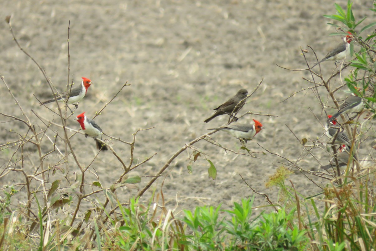 Red-crested Cardinal - ML623370281