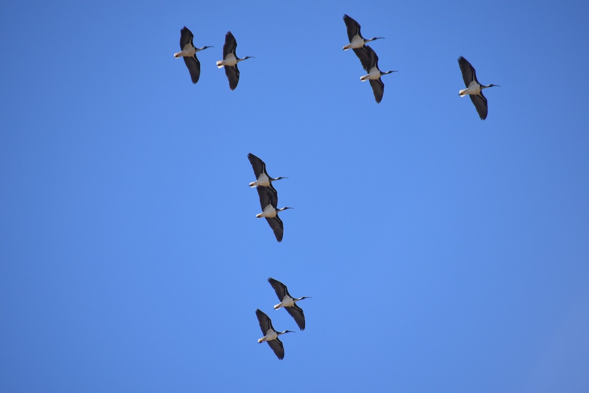 Straw-necked Ibis - ML623370282