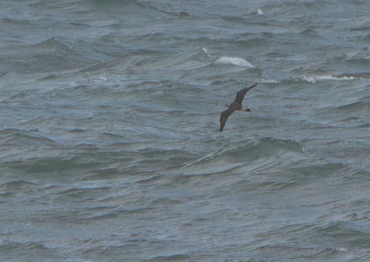 Long-tailed Jaeger - Andrew Thornton