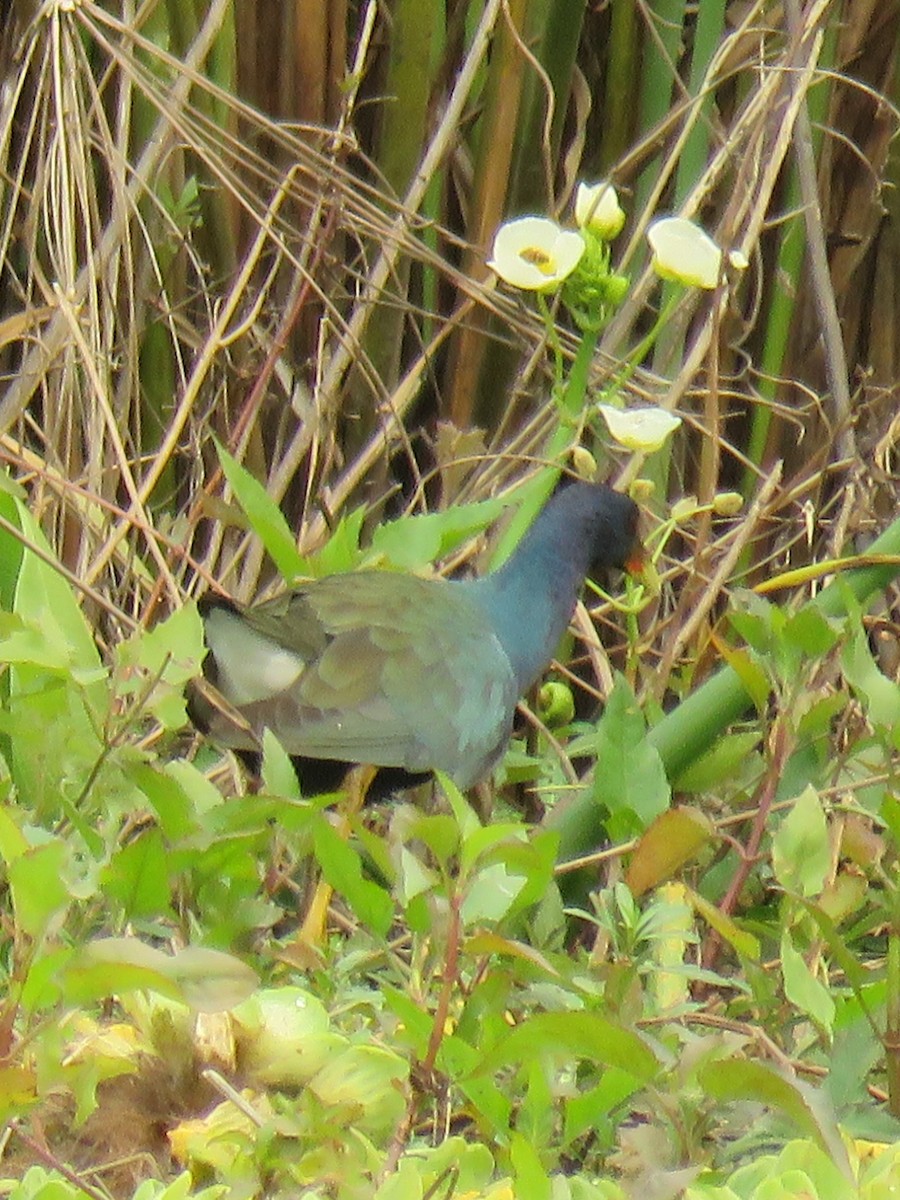 Purple Gallinule - ML623370318