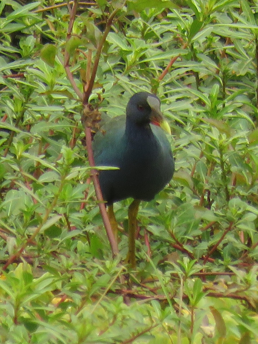 Purple Gallinule - ML623370319