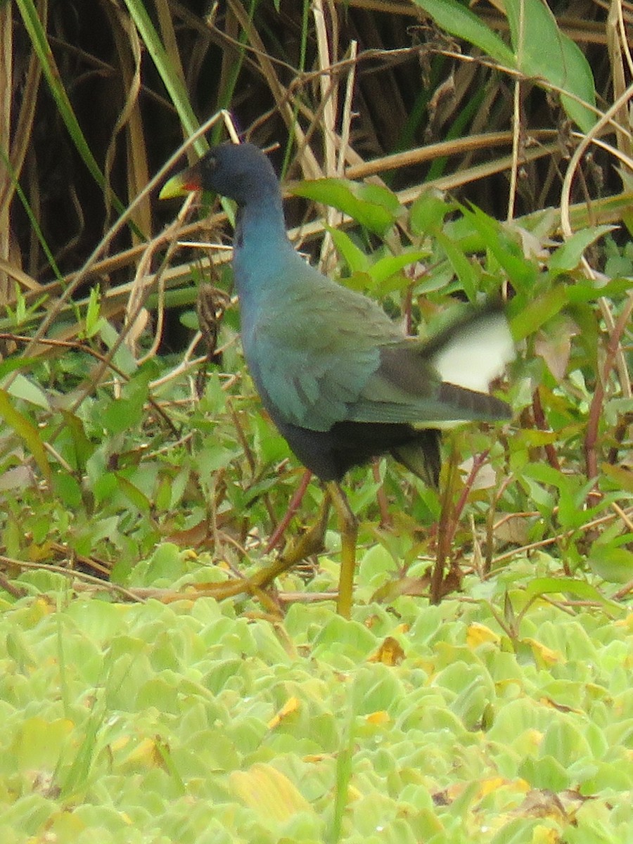 Purple Gallinule - ML623370320