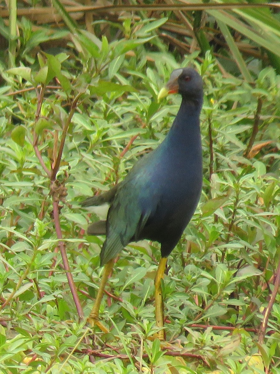 Purple Gallinule - ML623370321